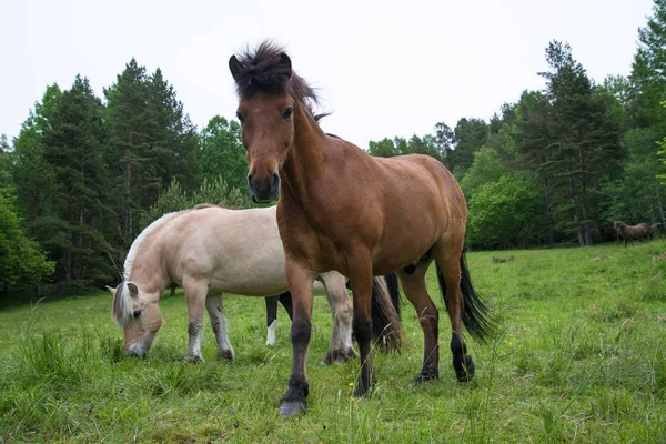 Лошади Пасутся Прекрасном Зеленом Лугу — стоковое фото