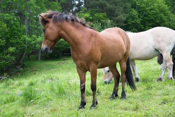 Paarden Grazen Een Prachtige Groene Weide — Stockfoto