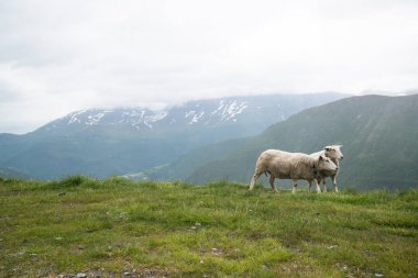 Norveç dağlarında yeşil otlu koyun otlatma 
