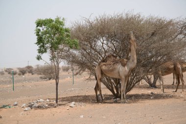 Umman 'daki develer, Orta Doğu