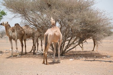 Umman 'daki develer, Orta Doğu