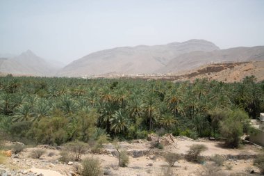 palmiye ağaçları ile Umman çöl arazisi güzel görünümü