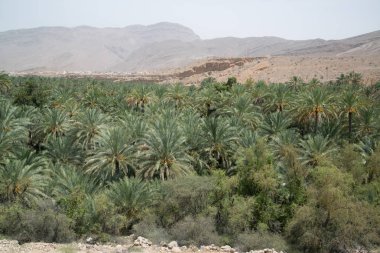 palmiye ağaçları ile Umman çöl arazisi güzel görünümü