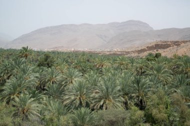 palmiye ağaçları ile Umman çöl arazisi güzel görünümü