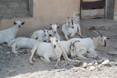büyük şehir Muscat yakınlarındaki Çöl ülkesi Umman sokakta keçi