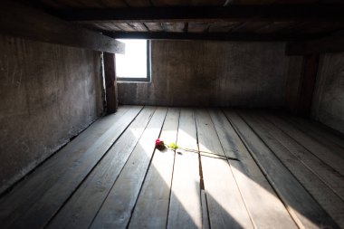 Auschwitz Birkenau, Oswiecim yakınlarındaki Polonya 'nın Brzezinka şehrinde eski bir Nazi imha kampı. Yerde gül çiçeği