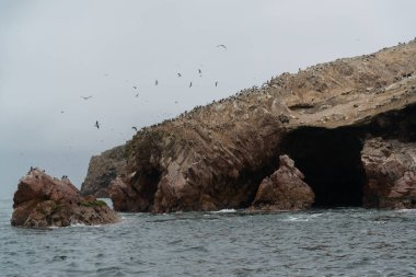 Paracas Ulusal Koruma Alanı' ndaki kuşlar, Peru. Rezerv'in temel amacı deniz tarihi ve tarihi kültürel mirasını korumaktır.
