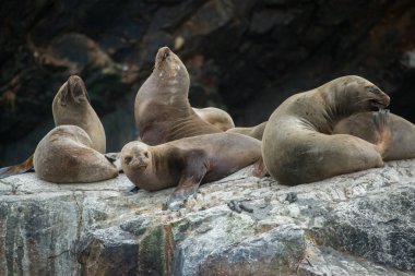 Peru'daki Güney Amerika deniz aslanları grubu, Islas Ballestas