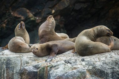 Peru'daki Güney Amerika deniz aslanları grubu, Islas Ballestas