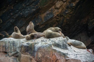 Peru'daki Güney Amerika deniz aslanları grubu, Islas Ballestas