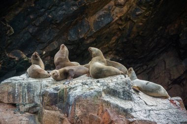 Peru'daki Güney Amerika deniz aslanları grubu, Islas Ballestas