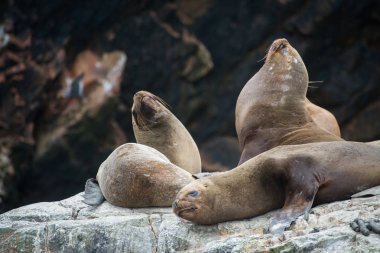 Peru'daki Güney Amerika deniz aslanları grubu, Islas Ballestas