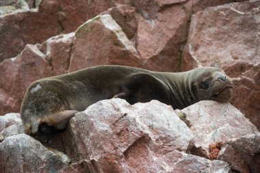 Peru'da Güney Amerika deniz aslanı, Islas Ballestas