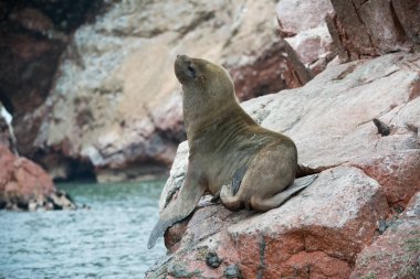 Peru'da Güney Amerika deniz aslanı, Islas Ballestas