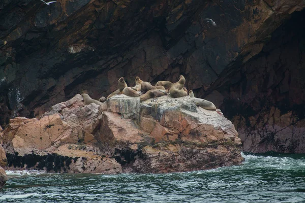 Grupo Lobos Marinos Sudamericanos Perú Islas Ballestas — Foto de Stock