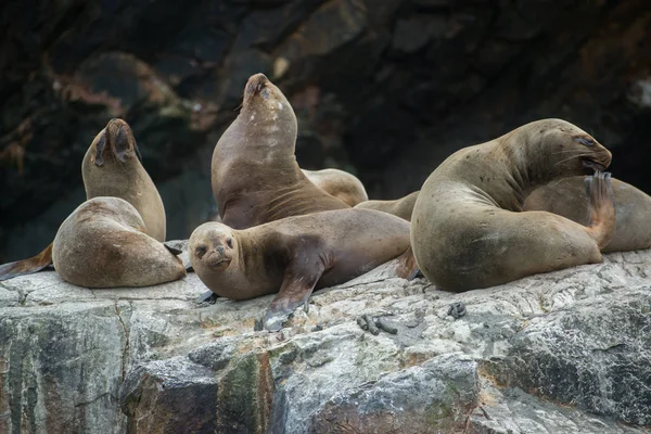 Peru'daki Güney Amerika deniz aslanları grubu, Islas Ballestas