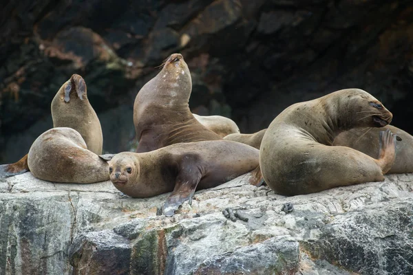 Peru'daki Güney Amerika deniz aslanları grubu, Islas Ballestas