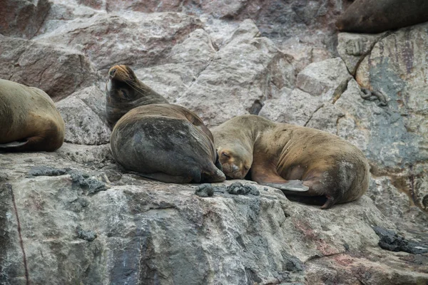 Group of South American sea lions in Peru, Islas Ballestas