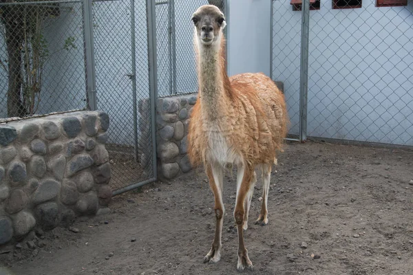 Lama Péruvien Ferme Pérou Amérique Sud — Photo