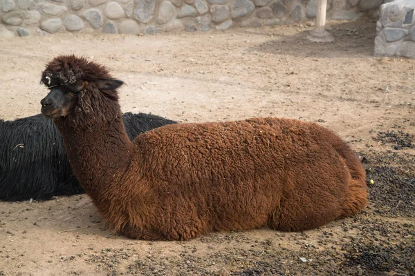 Herd Peruvian Llamas Farm Peru South American — Stock Photo, Image