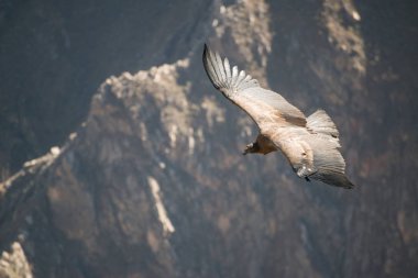 Colca Canyon 'da Cruz del Condor (Canon Del Colca), Peru, Güney Amerika