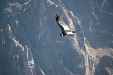 Andean Condor Kanyon Del Colca üzerinde uçan, Peru, Güney Amerika