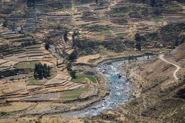 Colca Canyon (Canon Del Colca), Peru, Güney Amerika