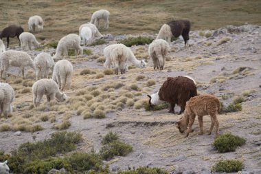 Peru'da taşlarla sahada Perulu Llamas