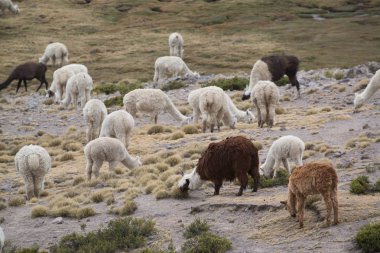 Peru'da taşlarla sahada Perulu Llamas