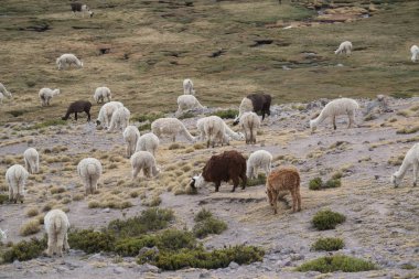 Peru'da taşlarla sahada Perulu Llamas