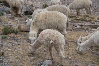 Peru'da taşlarla sahada Perulu Llamas