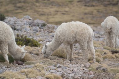 Peru'da taşlarla sahada Perulu Llamas