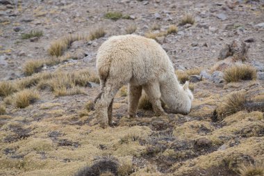 Peru'da taşlarla sahada Perulu Llama