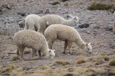 Peru'da taşlarla sahada Perulu Llamas