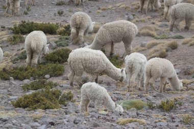 Peru'da taşlarla sahada Perulu Llamas