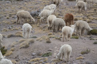 Peru'da taşlarla sahada Perulu Llamas