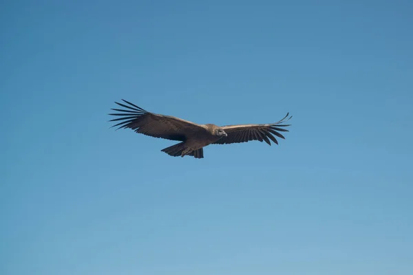 Cruz Del Kondor Letí Proti Modrému Nebi Peru Jižní Amerika — Stock fotografie