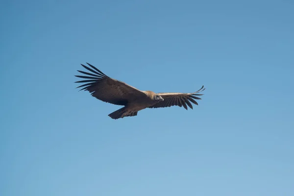Cruz Del Condor Flying Blue Sky Peru South America — Stock Photo, Image