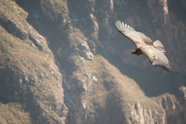 Cruz Del Condor Colca Canyon Canon Del Colca Peru South — Stock Photo, Image