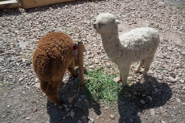 Peruvian Llamas Field Stones Peru — Stock Photo, Image