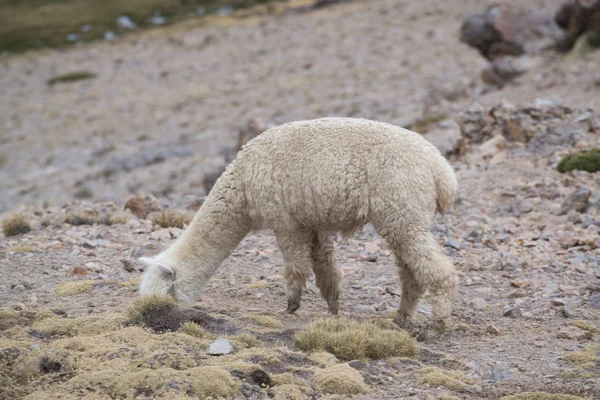 Peruansk Lamadjur Fält Med Stenar Peru — Stockfoto