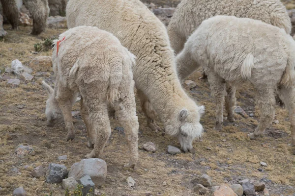 Perui Llamas Területen Kövek Peruban — Stock Fotó