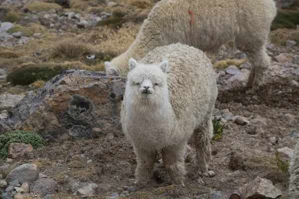 Perui Llamas Területen Kövek Peruban — Stock Fotó