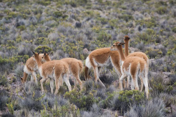 Llamas Péruviennes Sur Terrain Avec Des Pierres Pérou — Photo