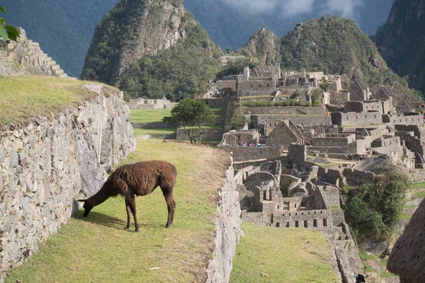 Citadelle Machu Picchu Pérou Amérique Sud — Photo