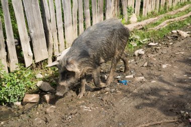 Georgia 'nın Tsvirmi köyünde bir domuz. 