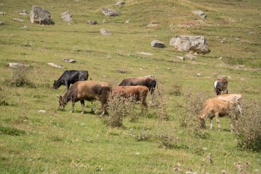 Samegrelo-Zemo Svaneti, Gürcistan 'daki Ushguli köyünde yolda inekler. UNESCO Dünya Mirası