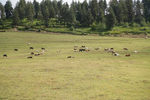 Vacas Ushguli Geórgia — Fotografia de Stock