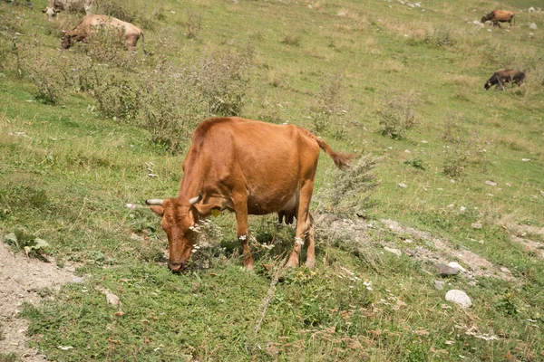Cows on the road in Ushguli village in Samegrelo-Zemo Svaneti, Georgia. UNESCO World Heritage Site