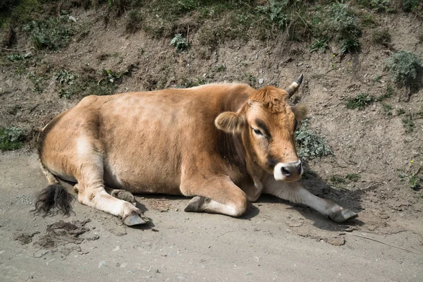Cow on the road in Ushguli village in Samegrelo-Zemo Svaneti, Georgia. UNESCO World Heritage Site
